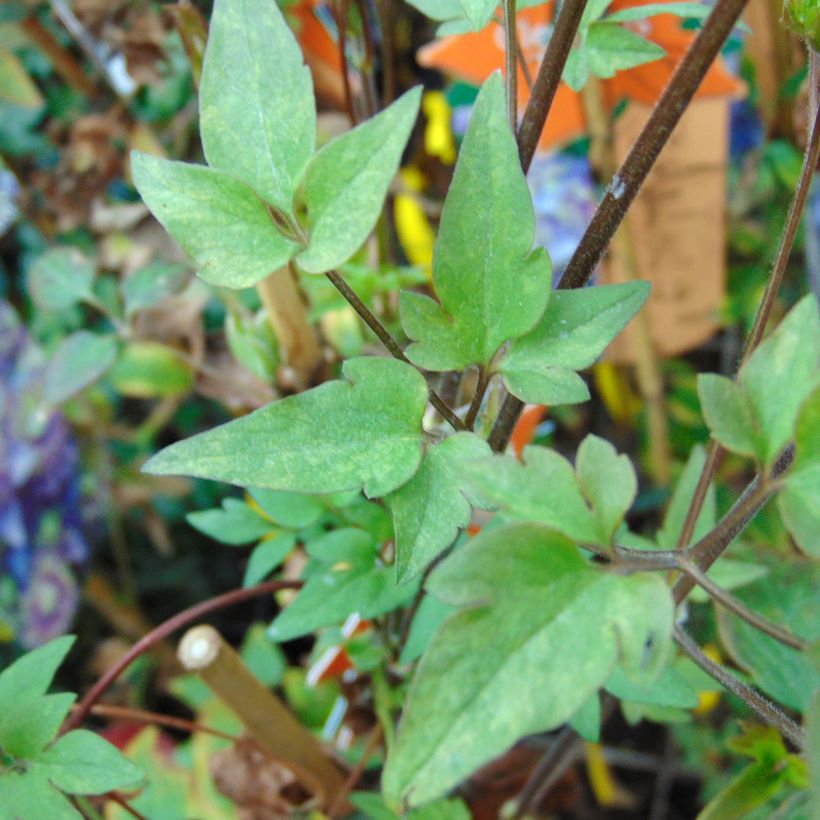 Waldrebe Taiga - Clematis (Foliage)