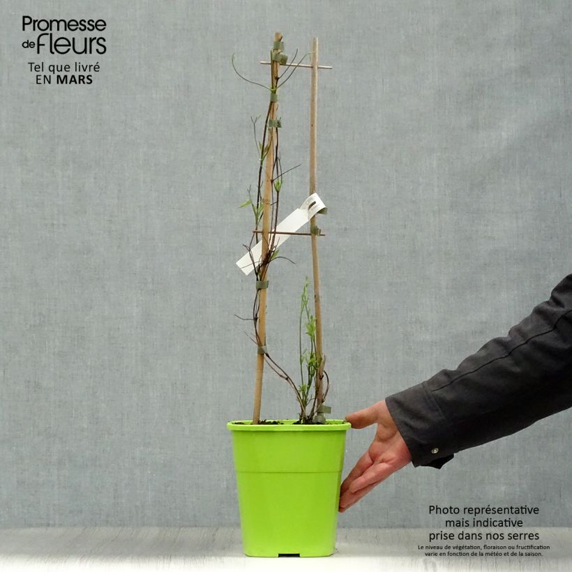 Example of Waldrebe Taiga - Clematis Topf mit 3L/4L as you get in printemps