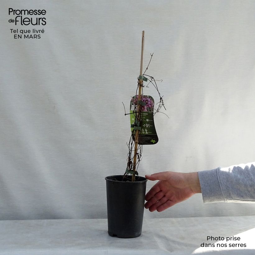 Exemplar von Waldrebe Temptation - Clematis Topf mit 2L/3L wie im Frühjahr geliefert