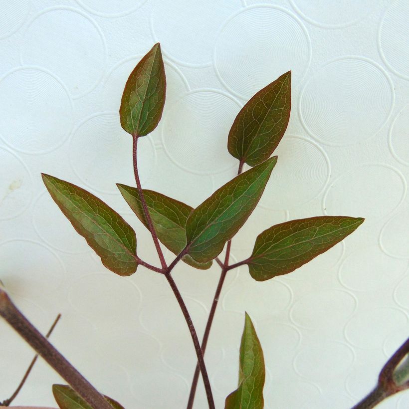 Waldrebe The President - Clematis (Laub)