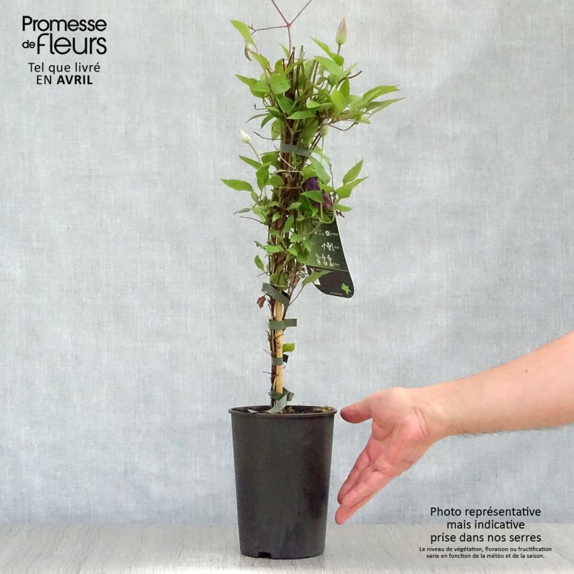 Exemplar von Waldrebe The President - Clematis Topf mit 2L/3L wie im Frühjahr geliefert