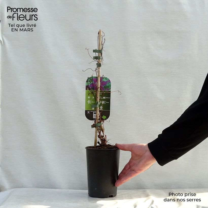 Exemplar von Waldrebe The Vagabond - Clematis Topf mit 2L/3L wie im Frühjahr geliefert