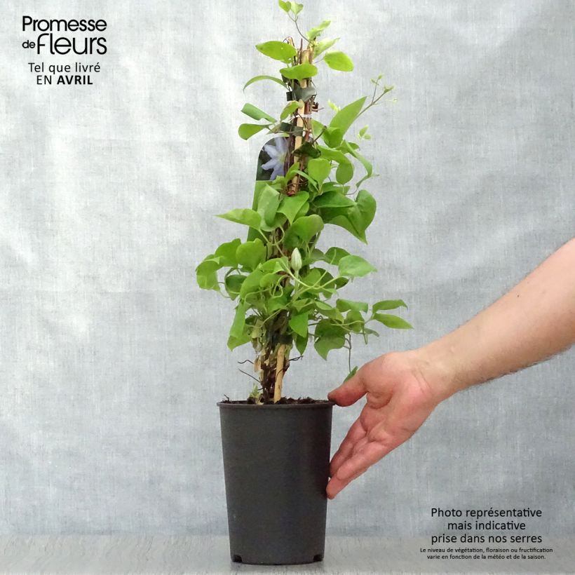 Exemplar von Waldrebe Thyrislund - Clematis Topf mit 1,5L/2L wie im Frühjahr geliefert