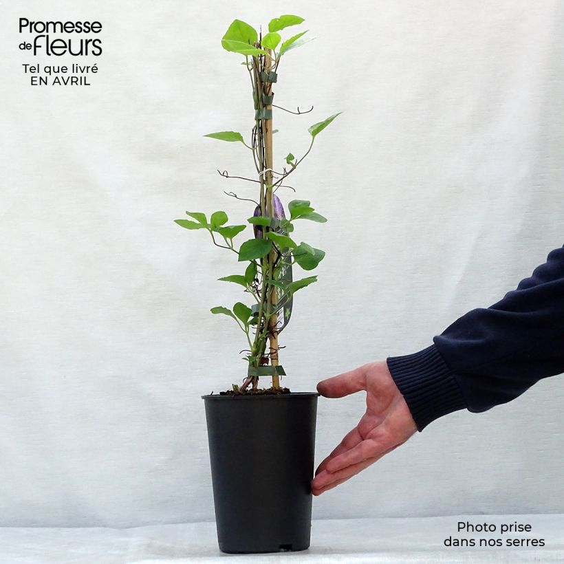 Exemplar von Clematis jackmanii Tie Dye - Waldrebe Topf mit 2L/3L wie im Frühjahr geliefert