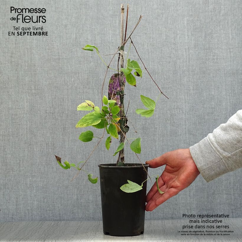 Exemplar von Clematis jackmanii Tie Dye - Waldrebe Topf mit 2L/3L wie im Herbst geliefert