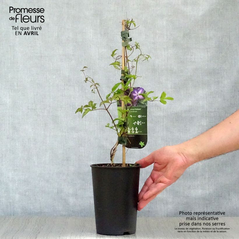 Exemplar von Clematis florida Venosa Violacea - Waldrebe Topf mit 2L/3L wie im Frühjahr geliefert