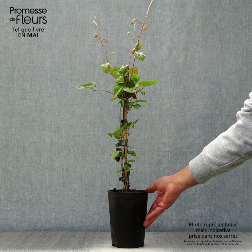 Example of Waldrebe Veronica's Choice - Clematis Topf mit 2L/3L as you get in printemps