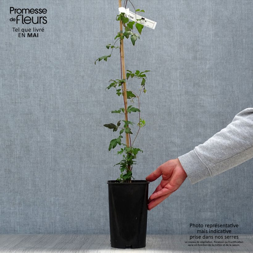 Exemplar von Waldrebe Viennetta - Clematis Topf mit 2L/3L wie im Frühjahr geliefert