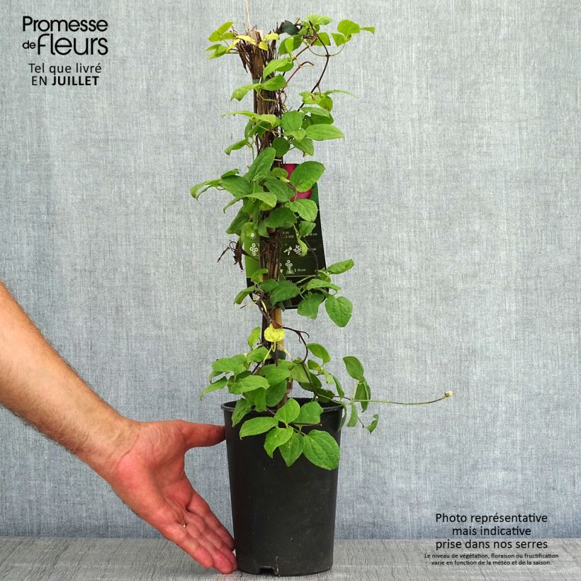 Exemplar von Waldrebe Ville de Lyon - Clematis Topf mit 1,5L/2L wie im Sommer geliefert