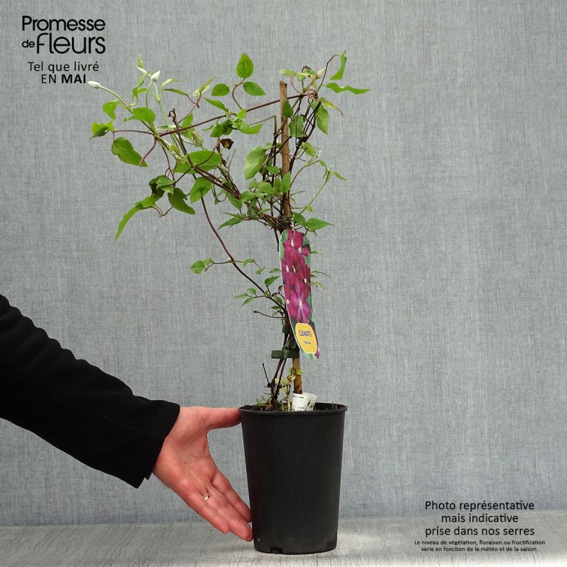 Exemplar von Waldrebe Voluceau - Clematis Topf mit 2L/3L wie im Frühjahr geliefert