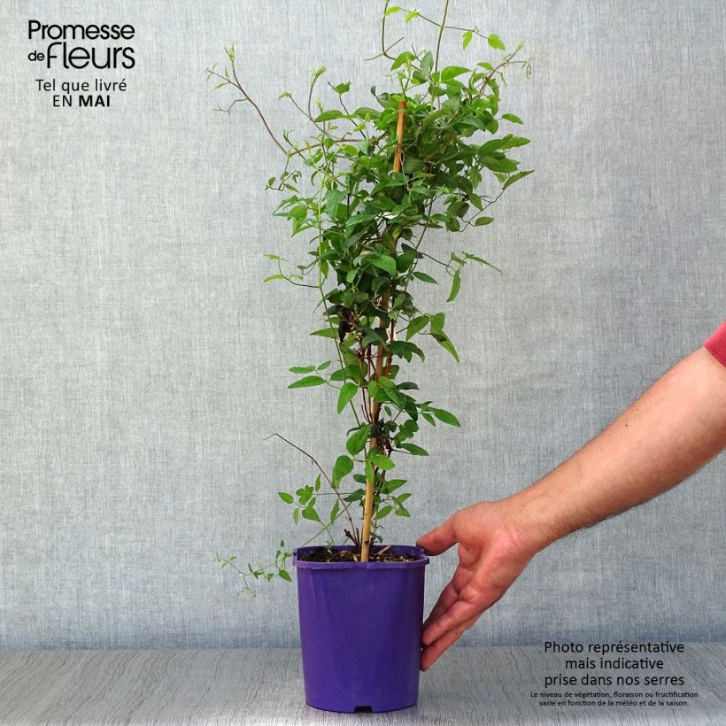 Exemplar von Waldrebe Vyvyan Pennell - Clematis Topf mit 2L/3L wie im Frühjahr geliefert