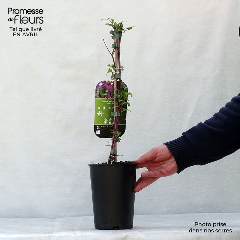 Example of Waldrebe Warszawska Nike - Clematis Topf mit 2L/3L as you get in printemps