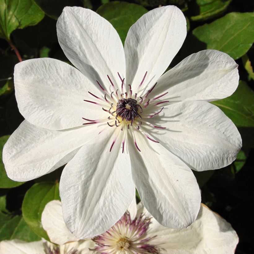 Waldrebe White Pearl - Clematis (Flowering)