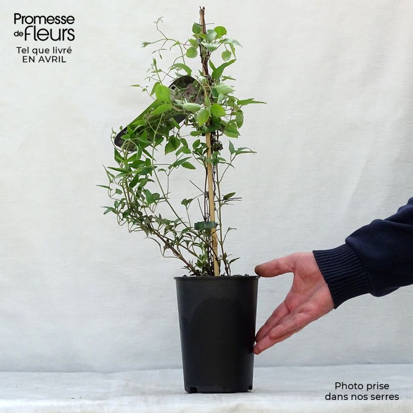 Example of Waldrebe White Pearl - Clematis Topf mit 2L/3L as you get in printemps