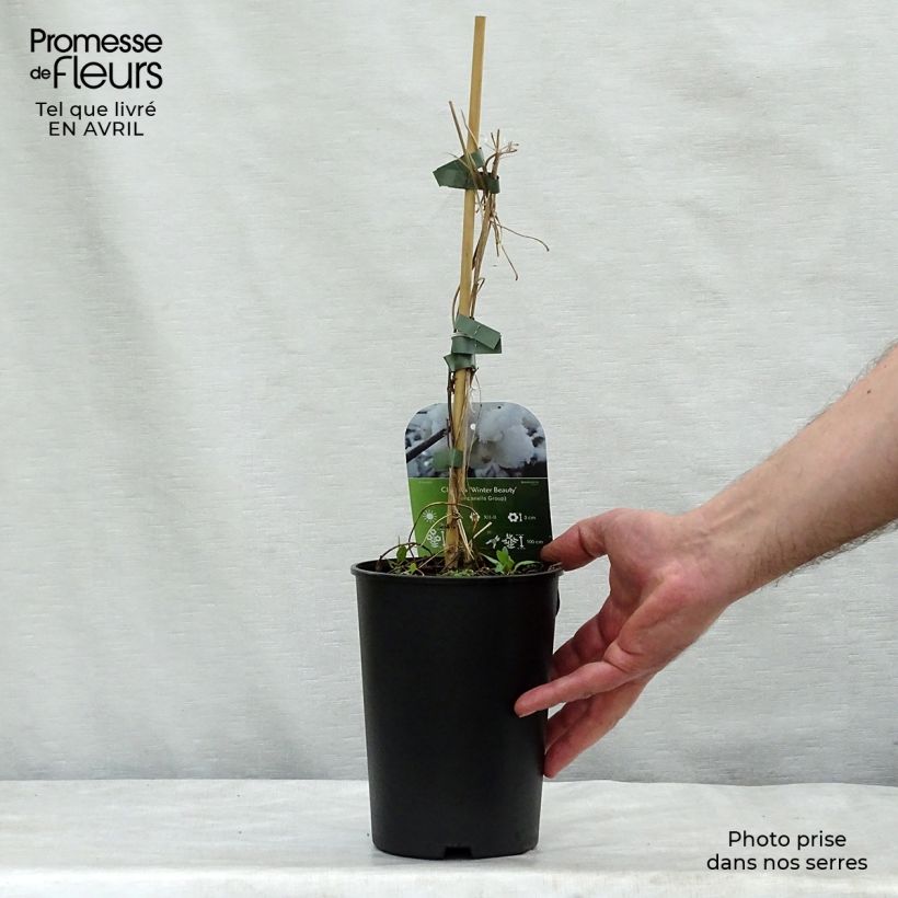 Exemplar von Clematis urophylla Winter Beauty - Waldrebe Topf mit 2L/3L wie im Frühjahr geliefert