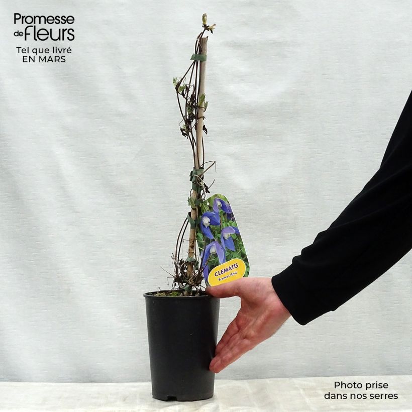 Example of Waldrebe Francis Rivis - Clematis Topf mit 2L/3L as you get in printemps