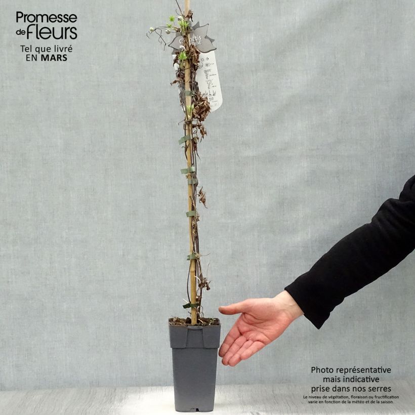 Example of Waldrebe Ocean Pearl - Clematis Topf mit 2L/3L as you get in printemps