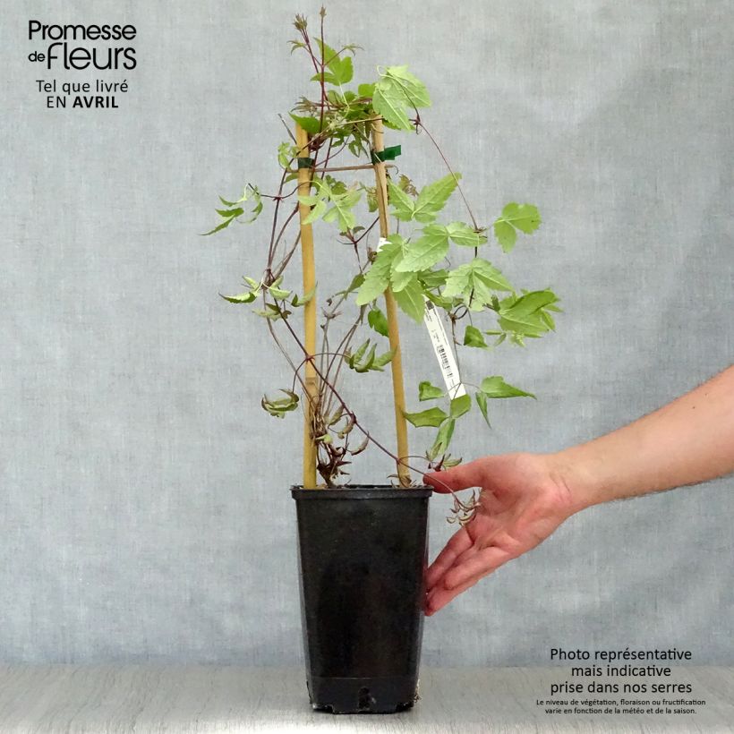 Exemplar von Clematis alpina - Alpen-Waldrebe Topf mit 2L/3L wie im Frühjahr geliefert