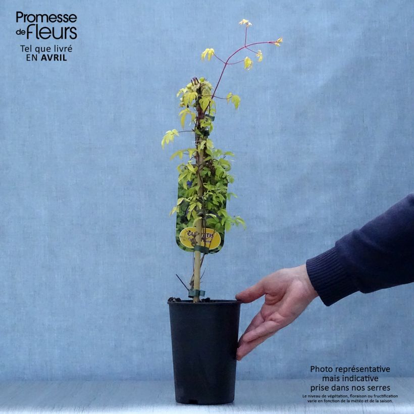 Example of Waldrebe Stolwijk Gold - Clematis Topf mit 2L/3L as you get in printemps