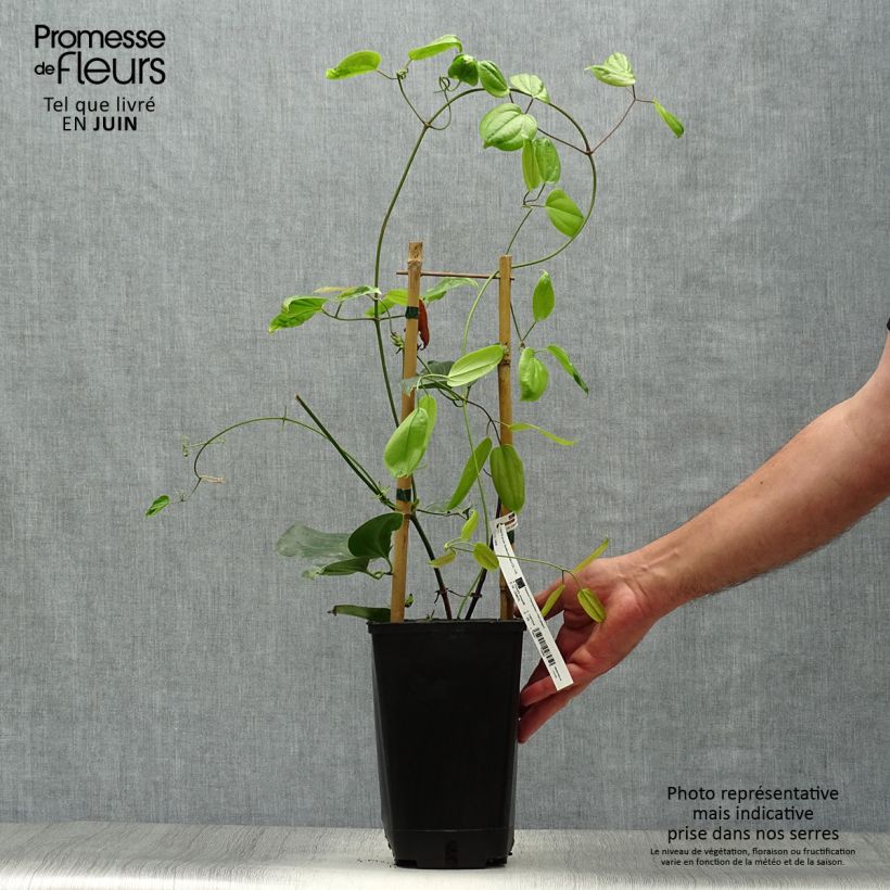 Exemplar von Clematis armandii Hendersonii Rubra - Immergrüne Waldrebe Topf mit 2L/3L wie im Sommer geliefert