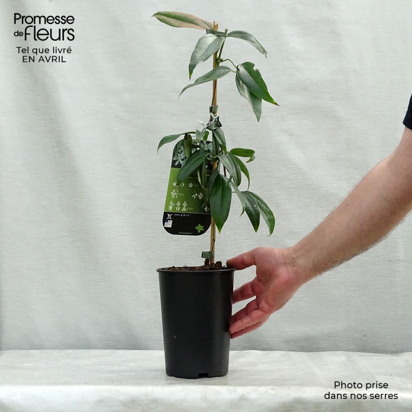 Exemplar von Clematis armandii Little White Charm - Immergrüne Waldrebe Topf mit 2L/3L wie im Frühjahr geliefert