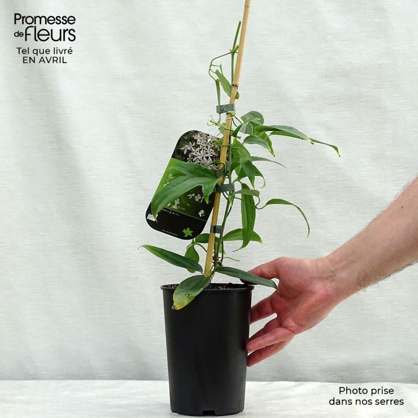 Exemplar von Clematis armandii Snowdrift - Immergrüne Waldrebe Topf mit 2L/3L wie im Frühjahr geliefert