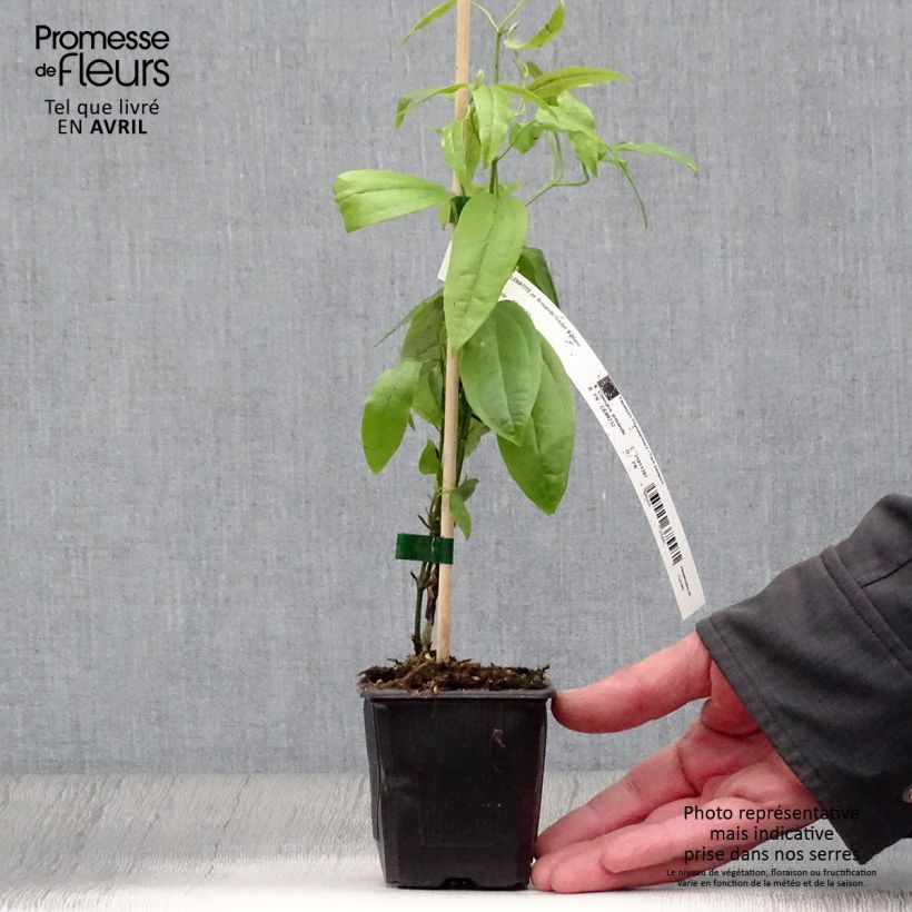 Exemplar von Clematis armandii - Immergrüne Waldrebe Kleine Töpfe von 8/9 cm wie im Frühjahr geliefert