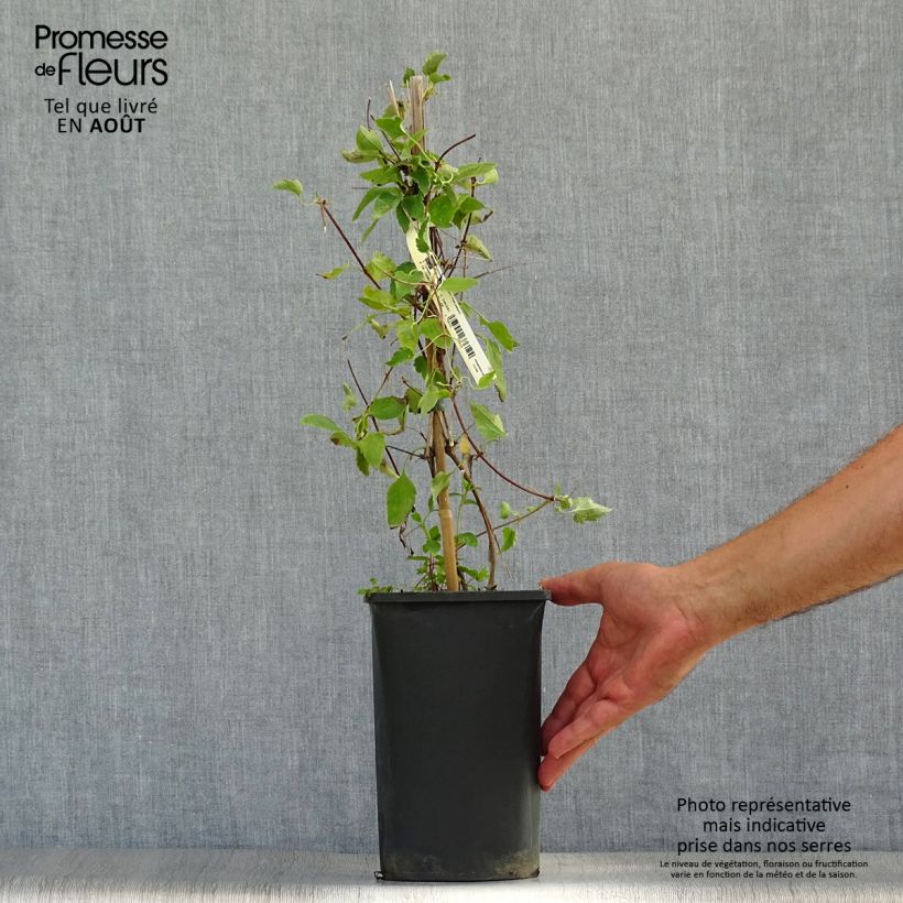 Exemplar von Clematis cirrhosa Freckles - Waldrebe Topf mit 2L/3L wie im Sommer geliefert