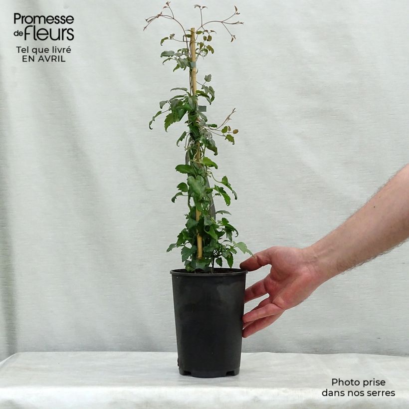 Example of Clematis cirrhosa Jingle Bells - Waldrebe Topf mit 2L/3L as you get in printemps