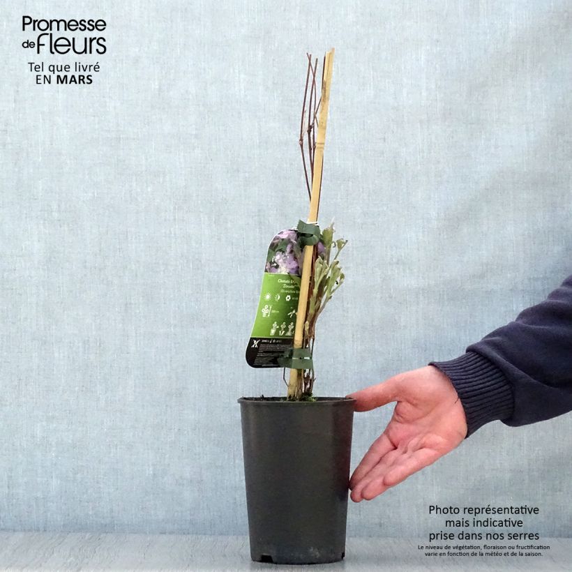 Example of Waldrebe East River - Clematis  Topf mit 2L/3L as you get in printemps