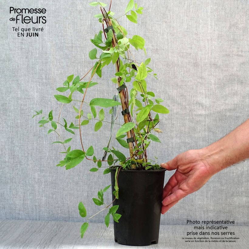 Exemplar von Waldrebe Rooguchi - Clematis Topf mit 2L/3L wie im Sommer geliefert