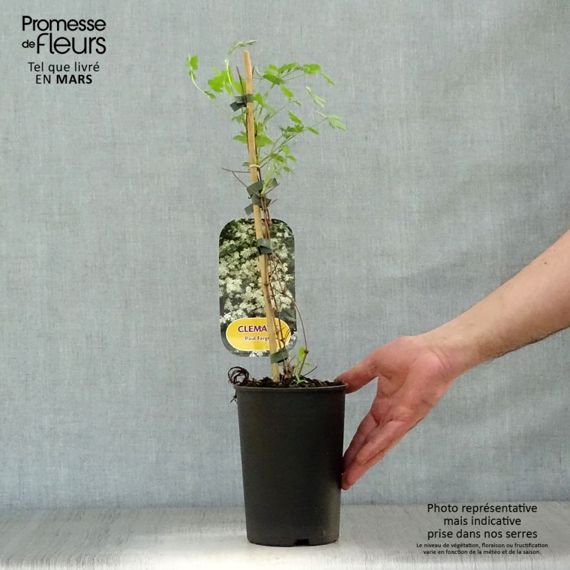 Exemplar von Clematis fargesii Summersnow - Waldrebe Topf mit 2L/3L wie im Frühjahr geliefert