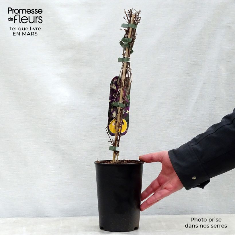 Example of Clematis flammula Aromatica - Waldrebe Topf mit 2L/3L as you get in printemps