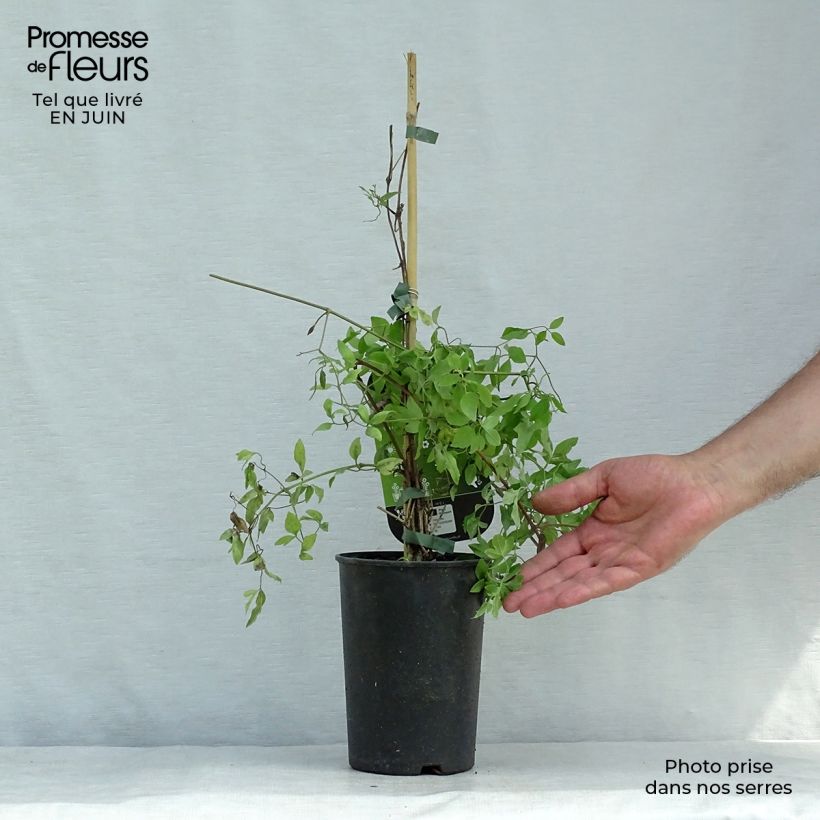 Exemplar von Clematis flammula rubromarginata - Waldrebe Topf mit 2L/3L wie im Sommer geliefert