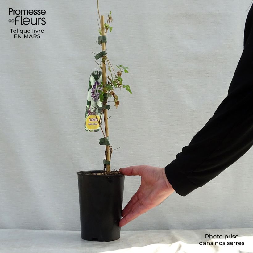 Example of Clematis florida Sieboldii - Waldrebe Topf mit 2L/3L as you get in printemps