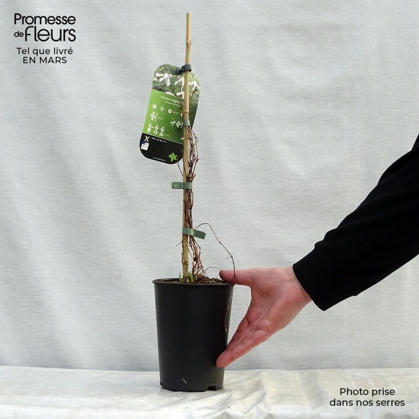 Exemplar von Clematis integrifolia Alba - Stauden-Waldrebe Topf mit 2L/3L wie im Frühjahr geliefert