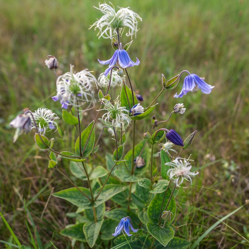 Clematis integrifolia Baby Blue - Stauden-Waldrebe (Wuchs)