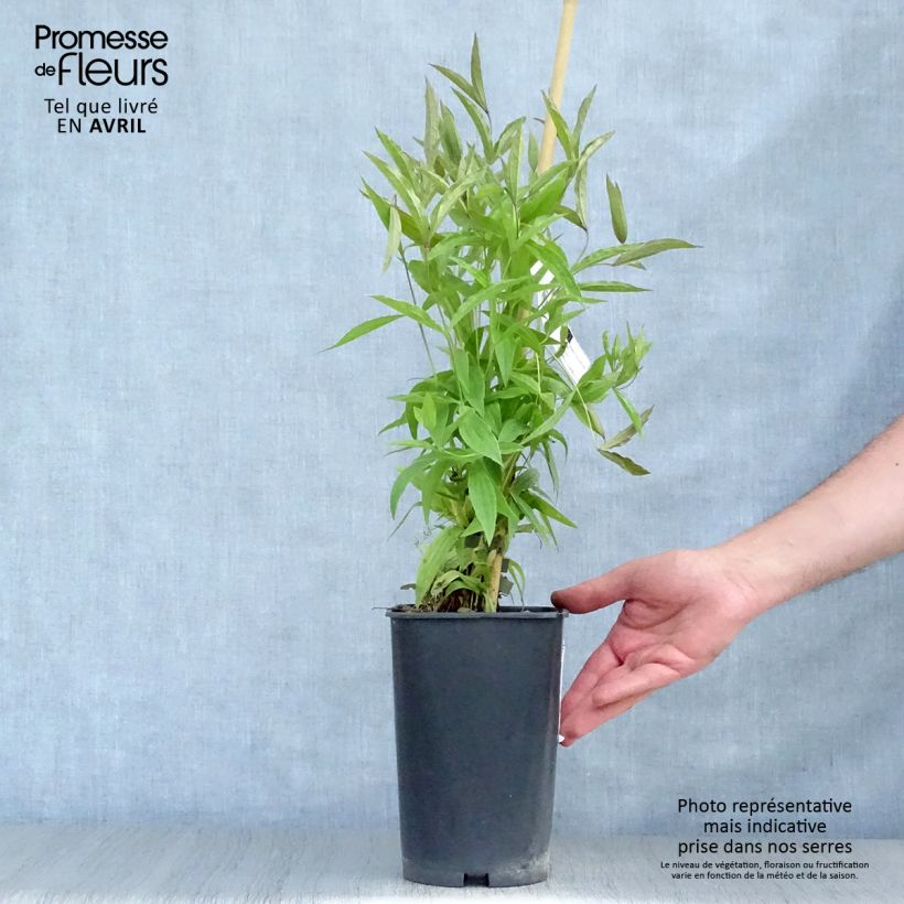 Exemplar von Clematis integrifolia Baby White - Stauden-Waldrebe Topf mit 2L/3L wie im Frühjahr geliefert