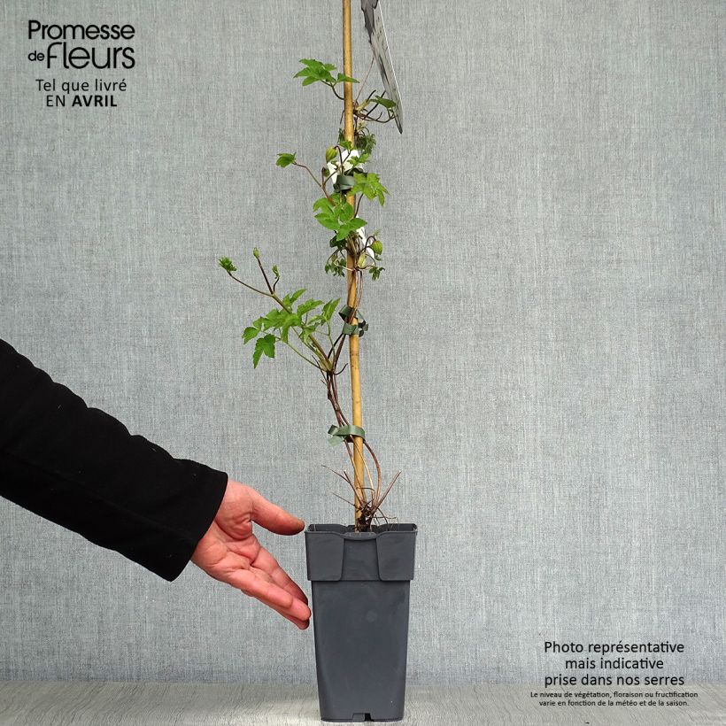 Exemplar von Clematis koreana Amber - Waldrebe Topf mit 2L/3L wie im Frühjahr geliefert