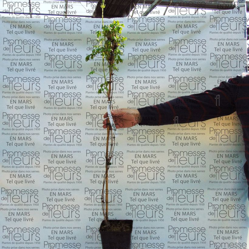 Beispiel eines Exemplars von Clematis macropetala Purple Dream - Waldrebe Topf mit 2L/3L wie geliefert