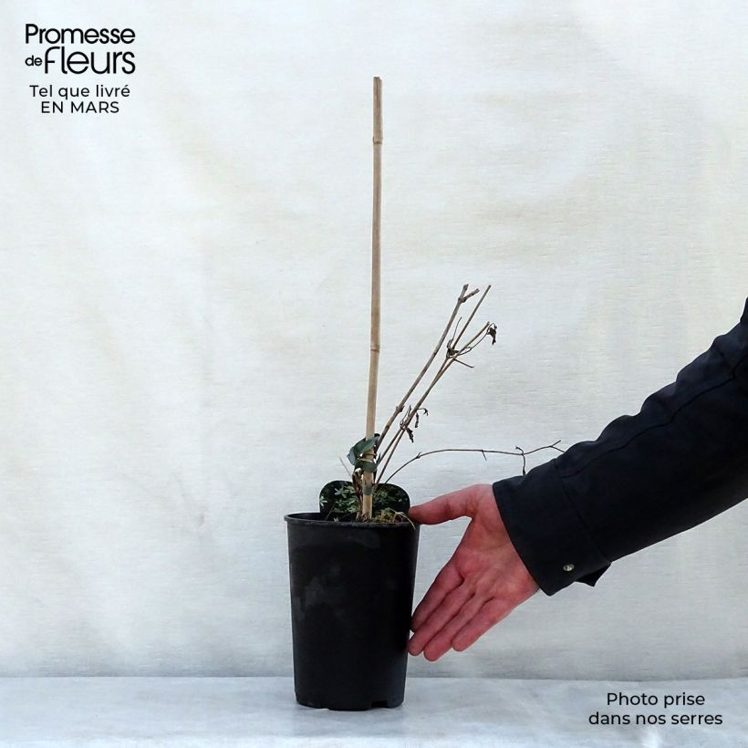 Example of Clematis flammula mandshurica - Waldrebe Topf mit 2L/3L as you get in printemps