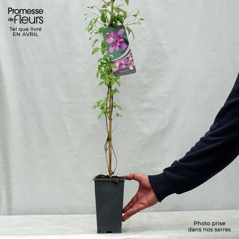 Example of Clematis montana Broughton star - Berg-Waldrebe Topf mit 2L/3L as you get in printemps