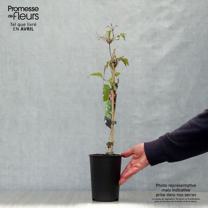 Example of Clematis montana Freda - Berg-Waldrebe Topf mit 2L/3L as you get in printemps