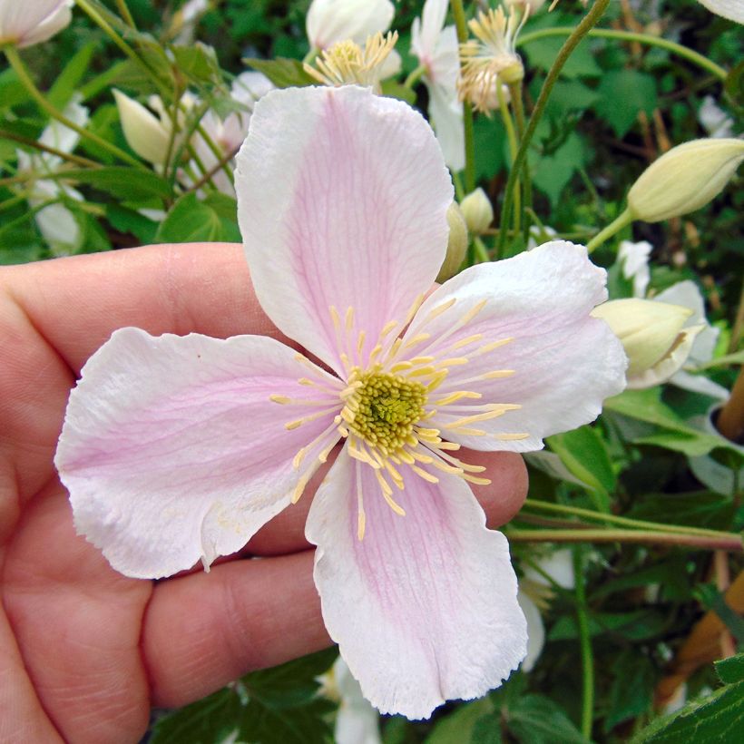 Clematis montana Giant Star - Berg-Waldrebe (Flowering)