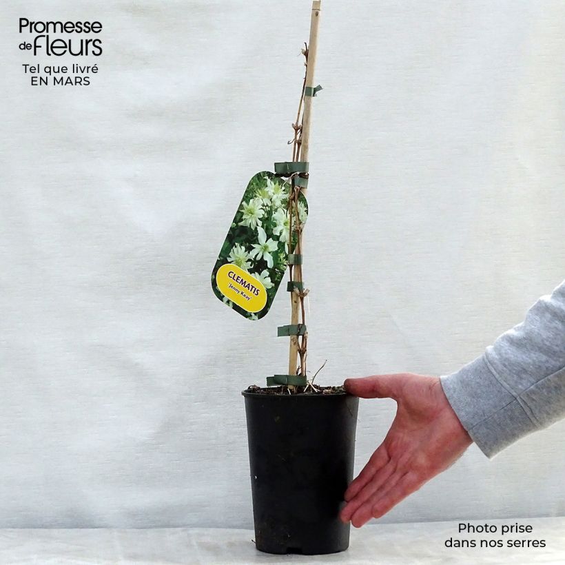 Example of Waldrebe Jenny Keay - Clematis Topf mit 2L/3L as you get in printemps