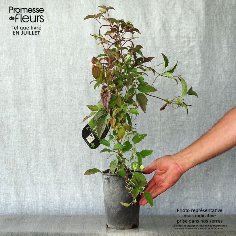 Exemplar von Clematis montana Marjorie - Berg-Waldrebe Topf mit 2L/3L wie im Sommer geliefert