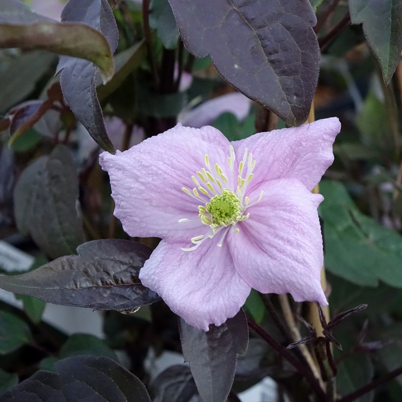 Clematis montana Mayleen - Berg-Waldrebe (Blüte)