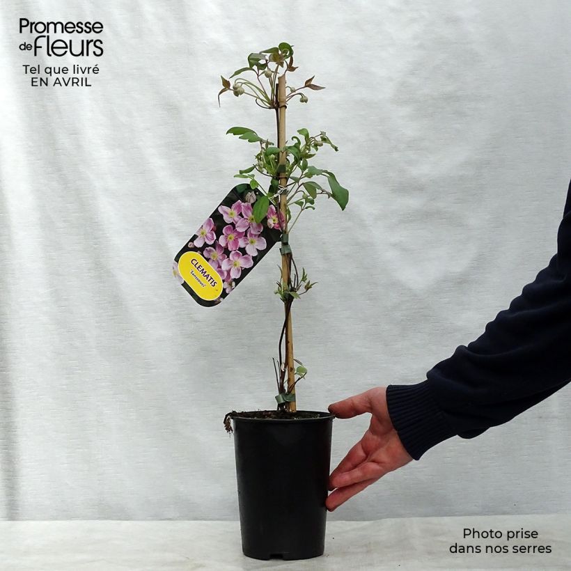 Exemplar von Waldrebe Sanssouci - Clematis Topf mit 2L/3L wie im Frühjahr geliefert