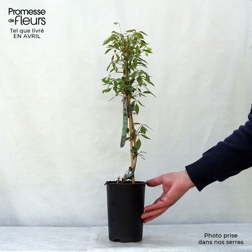 Example of Clematis montana Spring Joy - Berg-Waldrebe Topf mit 2L/3L as you get in printemps