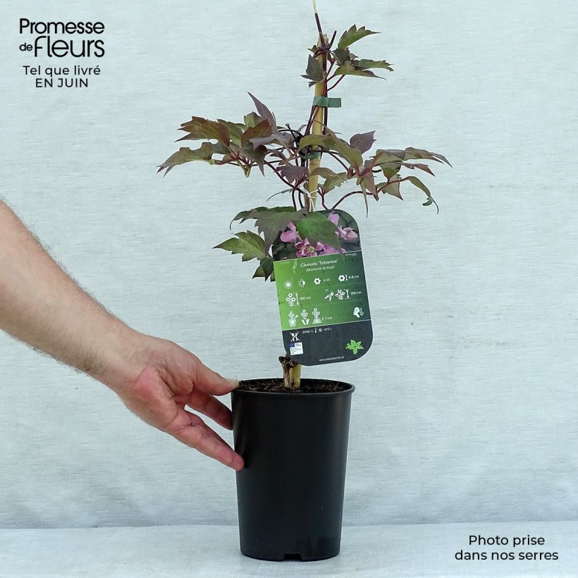 Exemplar von Clematis montana Tetrarose - Berg-Waldrebe Topf mit 2L/3L wie im Sommer geliefert